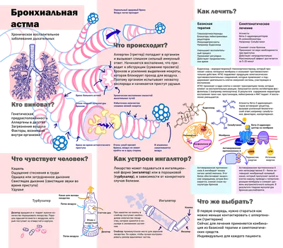 Путеводитель по бронхиальной астме картинки