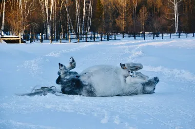 Весна в календаре, весна в душе🤩😍 — SakhaLife картинки