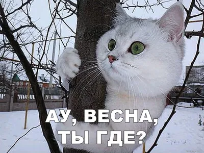 Весенние коты - 78 фото картинки