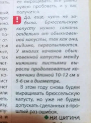 Вы заблуждаетесь, думая, что различные виды капусты могут переопыляться.  Объясняю все, что нужно знать о переопылении | Сад Жизни | Дзен картинки