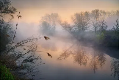 Пин на доске Dark / Forest / Fog / Mist картинки