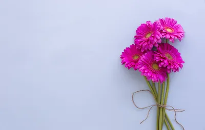 Обои цветы, фон, яркие, букет, герберы, pink, flowers, gerbera картинки на  рабочий стол, раздел цветы - скачать картинки