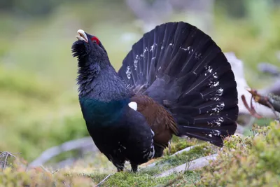 Картинки Глухарь (Tetrao urogallus) скачать для рабочего стола, заставки  токование картинки