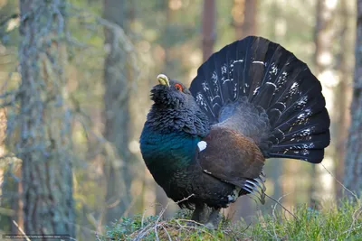 Скачать обои глухарь, capercaillie, Scotland, GB бесплатно для рабочего  стола в разрешении 2048x1365 — картинка №544881 картинки