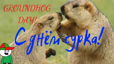 С днем сурка!\\\\Groundhog Day! - YouTube картинки