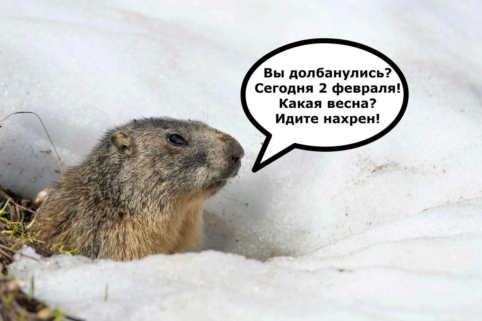Сурок прикольные картинки