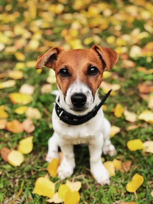 Пин от пользователя Olesya Starosta на доске Jack Russell Terrier | Джек  рассел терьер, Джек рассел, Забавные зверюшки картинки