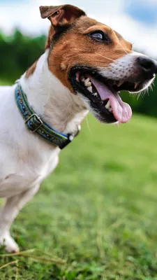 Обои Jack Russell Terrier для iPhone 6 Plus картинки