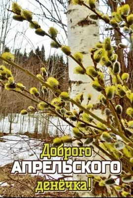 С каждым днём раньше утро включает свет – Всё понятно: весна на дворе,  апрель, Солнце – пятна на стену – привет - привет,… | Доброе утро, Веселые  картинки, Открытки картинки