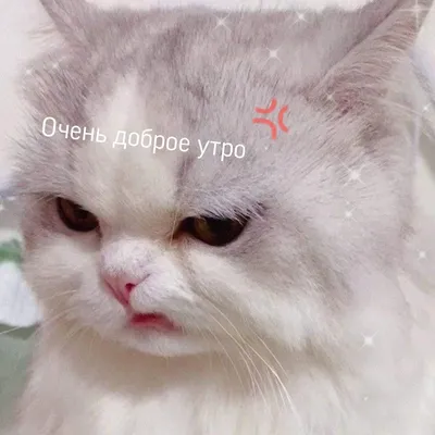 Не очень доброе утро😒 | Кошачьи цитаты, Доброе утро, Забавные зверюшки картинки