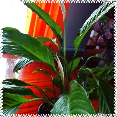 Спатифиллум / Spathiphyllum - «Я приручила женское счастье!!!)))))) Фото и  мои опыты!)))» | отзывы картинки