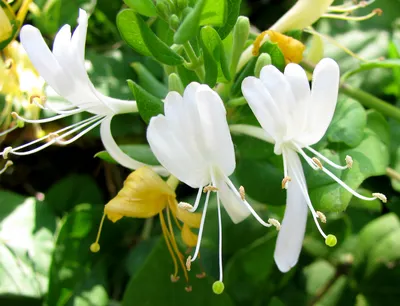 Жимолость японская (Lonicera japonica) – Вьющиеся растения Буква «Ж» -  цветочный портал Ваш Сад! картинки