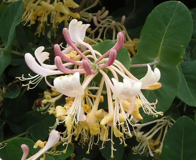 Жимолость каприфоль или Жимолость козья (Lonicera chrysantha) – Вьющиеся  растения Буква «Ж» - цветочный портал Ваш Сад! картинки