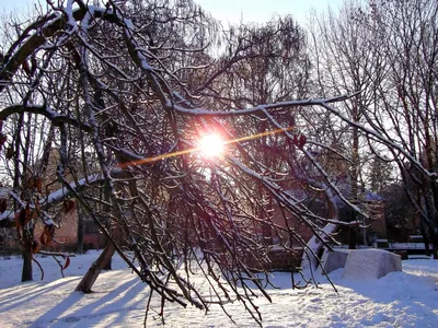 Фото Зима пришла (21.01.2012) в городе Ужгород картинки