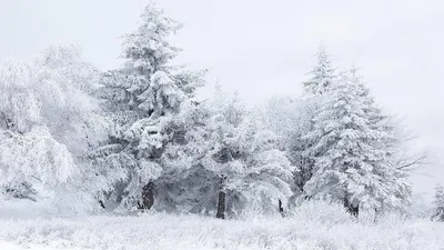 Морозная заснеженная зима пришла к нам - обои на рабочий стол картинки