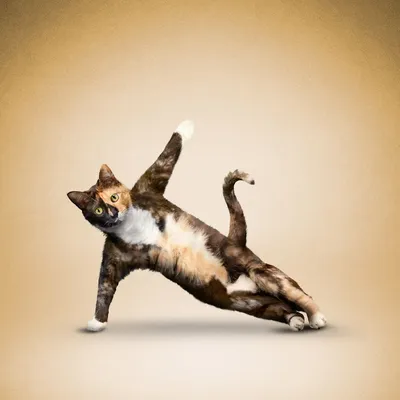 Животные занимаются йогой « FotoRelax | Cat yoga, Dog doing yoga, Cute cats картинки