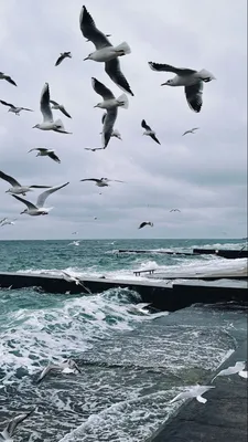 Чайки море обои заставка атмосфера Одесса | Водные краски, Пейзажи,  Живописные пейзажи картинки