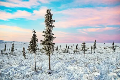 Деревья Арктики - 41 фото картинки