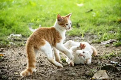 на улице бродяга играет Фон, на открытом воздухе, животное, бездомная кошка  фон картинки и Фото для бесплатной загрузки картинки