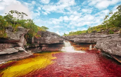 Обои Colombia, Колумбия, algae, Мета, водорослей, Nacional Park of Sierra  de la Macarena, Meta, Национальный парк Сьерра-де-ла-Макарена, Caño  Cristales river картинки на рабочий стол, раздел природа - скачать картинки