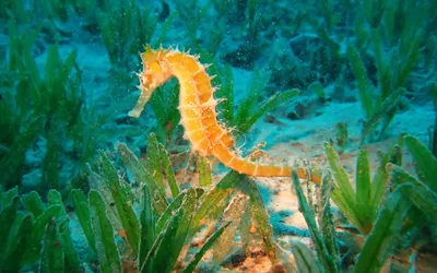 Скачать обои и картинки морской конёк, водоросли, дно для рабочего стола в  разрешении 2880x1800 картинки