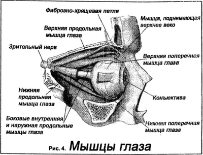 Массаж точек для зрения - Школа мастеров массажа картинки