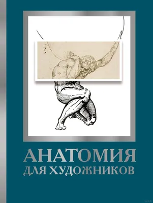 Анатомия для художников» Дженнифер Крауч - купить книгу «Анатомия для  художников» в Минске — Издательство АСТ на OZ.by картинки