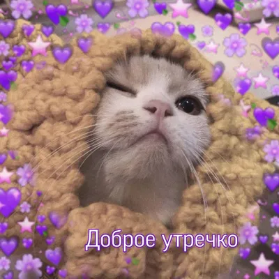 котик #доброеутро #пикчи #пикчискотами #разное #кот #сохраненки #cat  #goodmo #hearts #котенок #любовь #сердечки #утречко #добро… | Cute cats,  Cat memes, Cute words картинки