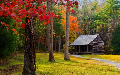 Фон рабочего стола где видно 4К обои, осень, природа, домик в лесу, 4K  wallpaper, autumn, nature, house in the woods картинки