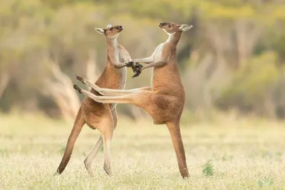 Comedy Wildlife Photography Awards 2021: смешные животные • Интерьер+Дизайн картинки