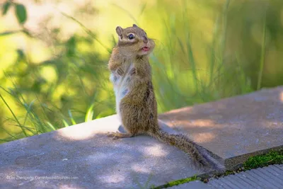 Самые смешные фотографии животных Comedy Wildlife Photography Awards 2022 |  Пикабу картинки