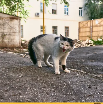 злой кот :: котэ (прикольные картинки с кошками) / смешные картинки и  другие приколы: комиксы, гиф анимация, видео, лучший интеллектуальный юмор. картинки