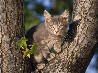 Кошки - Фотографии котов - Животные и звери картинки