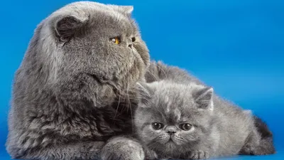 Обои коты 1920x1080 картинки фото HD обои коты 1920х1080 скачать | Fluffy  cat, Cats, Cats and kittens картинки