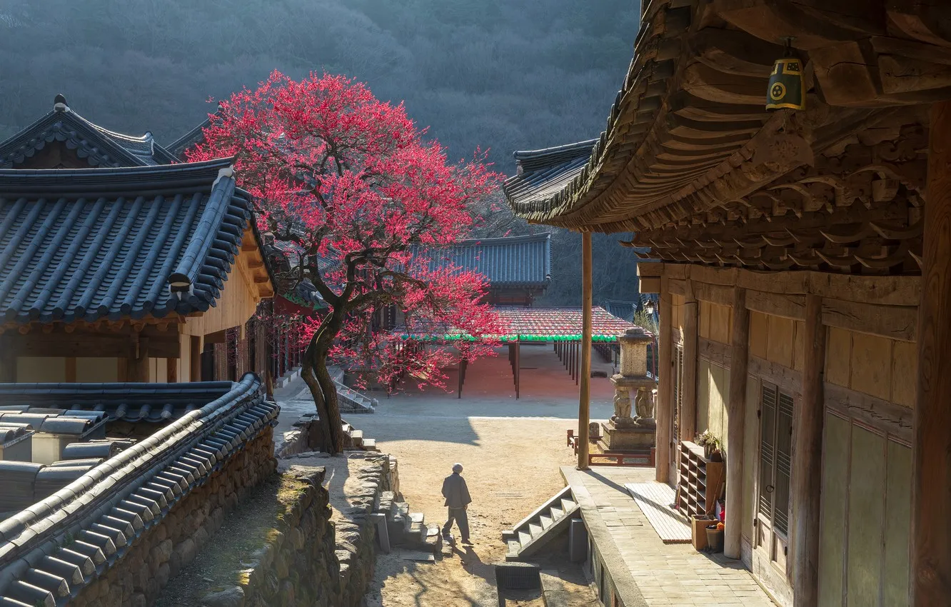 Корея дворец кёнбоккун цветение