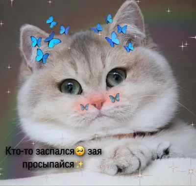 Милый котик | Милый кот, Котята, Кошачьи фотографии картинки