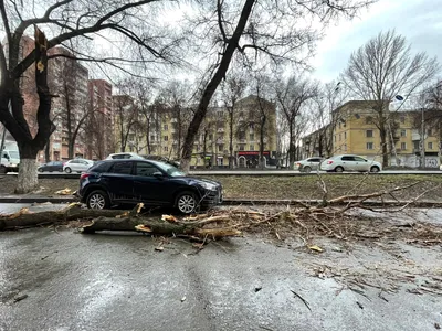 Самара | Ночной ветер в Самаре повалил обломки дерева на машину - БезФормата картинки