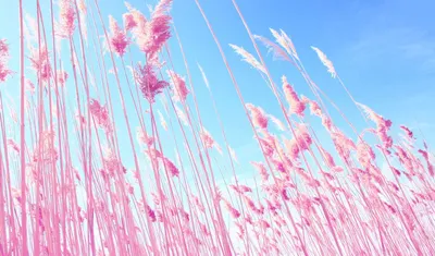 Картинки по запросу пинтерест обои на ноутбук | Pink grass, Field  wallpaper, Phone wallpaper картинки