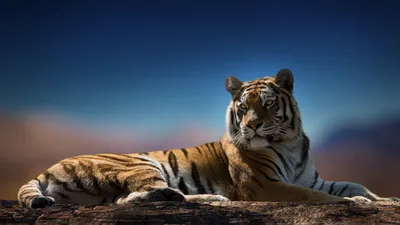 тигр хищник окрас взгляд HD обои для ноутбука | Tiger pictures, Lions  photos, Animals wild картинки