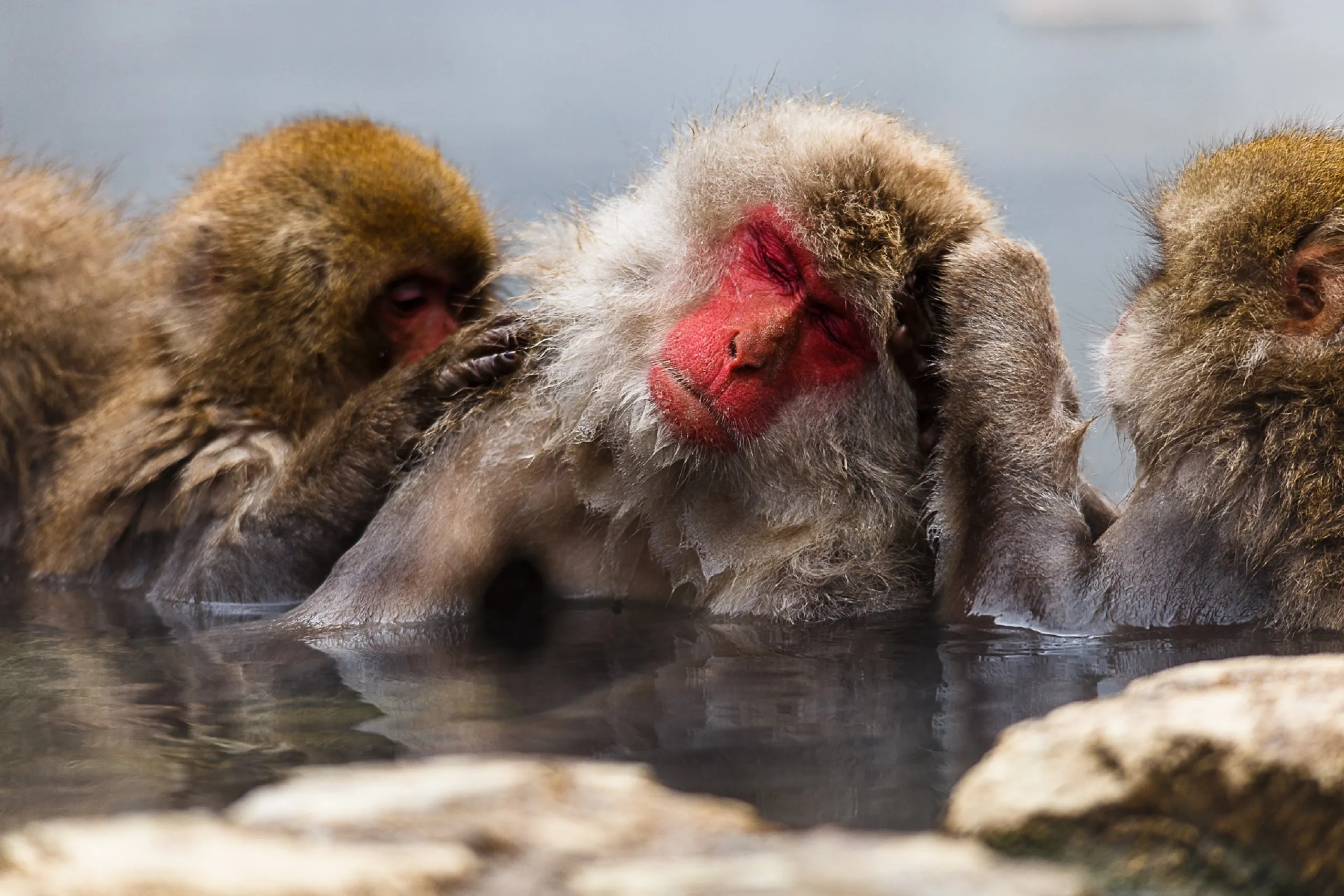 Обезьяна купается в теплой воде группа. Парк Джигокудани Япония. Онсен макаки. Японские макаки Тошиба. Снежные обезьяны онсен.