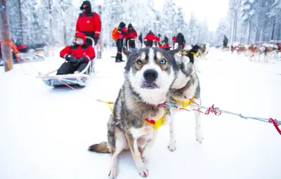 Обои Зима, Снег, Люди, Собаки, Финляндия, Finland, Rovaniemi, Winter  Experience, Сафари на хаски, Рованиеми, Husky Safari, Зимний опыт картинки  на рабочий стол, раздел собаки - скачать картинки