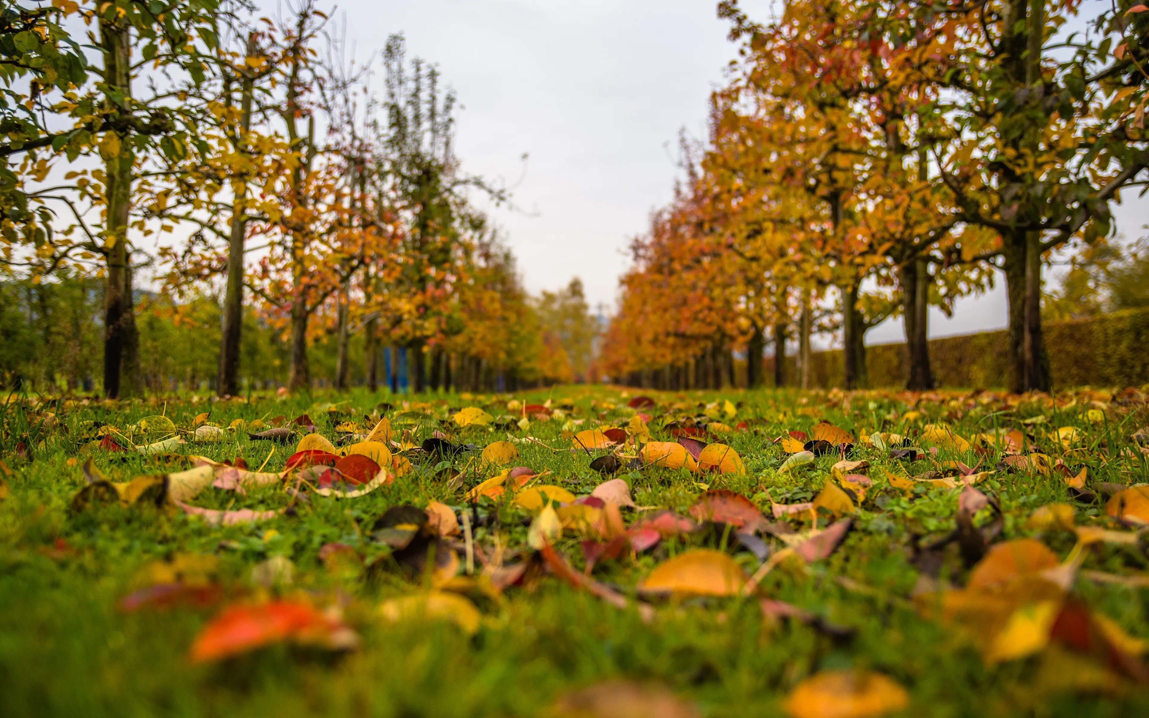 Какая сейчас осень. Осенняя Поляна. Осень октябрь. Осенний парк. Осенняя трава.