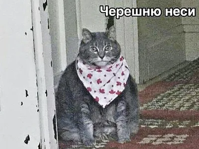 Про котиков картинки