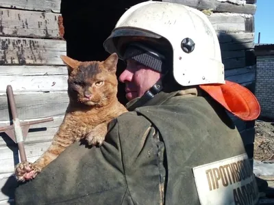 В Приамурье пожарные спасли рыжего кота - РИА Новости, 19.04.2021 картинки