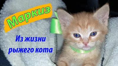 Из жизни рыжего кота. Марик, веселый котенок. - YouTube картинки