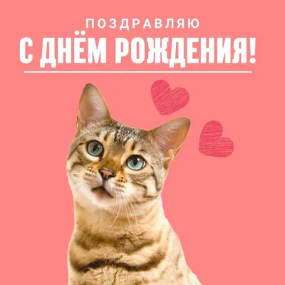 Открытки и прикольные картинки с днем рождения с котиками, котами и кошками картинки