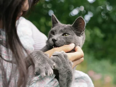 Кошачьи царапины могут вызвать серьезную болезнь — врач - 07.05.2022,  Sputnik Кыргызстан картинки