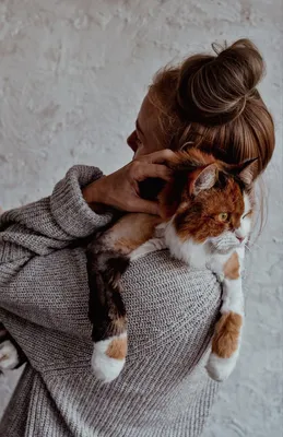 Beautiful cat💛☀️🧡🐈😘 aesthetics 🌾cat😘animal в 2023 г | Кошачьи  фотографии, Питомец, Милые котики картинки