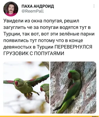 ПАХА АНДРОИД @РеетРа11 Увидели из окна попугая, решил загуглить че за  попугаи водятся тут в Турции, так вот, вот эти зелёные парни появились тут  потому что в конце девяностых в Турции ПЕРЕВЕРНУЛСЯ картинки