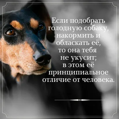 Если подобрать голодную собаку, накормить и обласкать её, то она тебя не  укусит; в этом её принципиальное отличие от челов… | Мудрые цитаты,  Красивые цитаты, Цитаты картинки